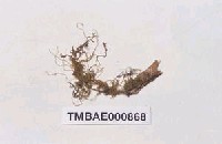 藏品(多疣懸苔)的圖片